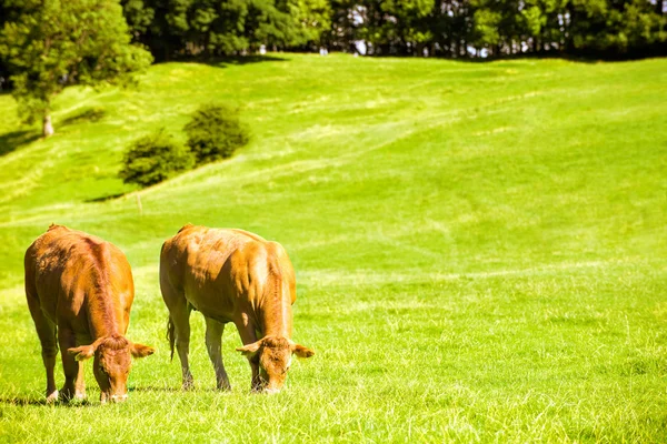 Vacas raivosas — Fotografia de Stock