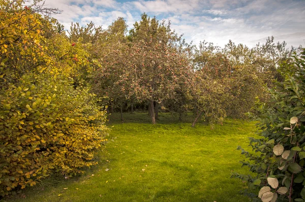 Appelboomgaard — Stockfoto