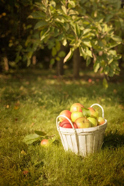 Orchard — Stock fotografie
