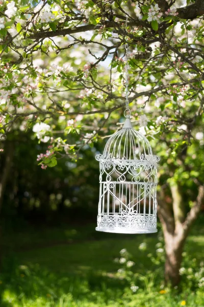 Birdcage In Blossom — Stock Photo, Image