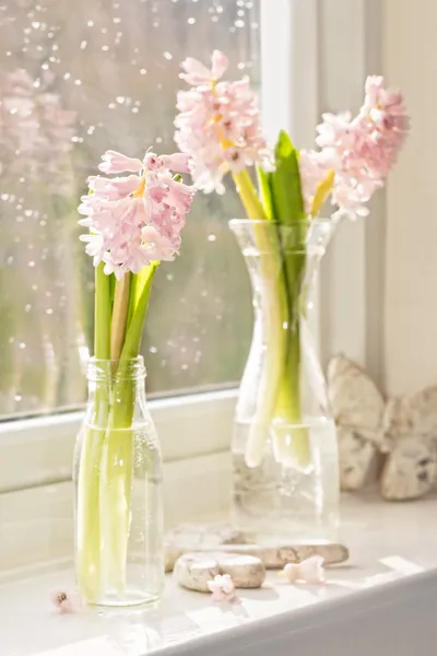 Vázy hyacinty — Stock fotografie