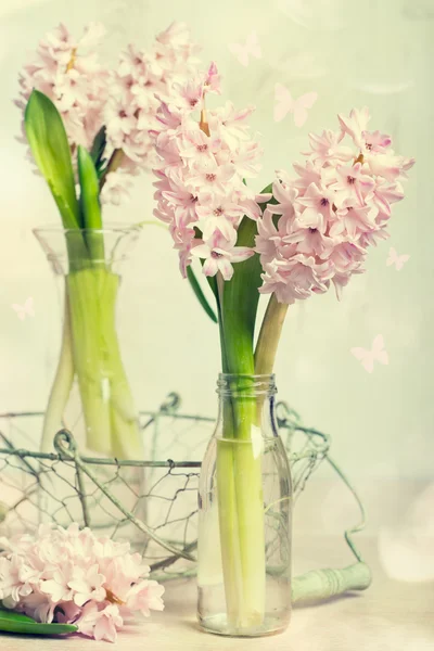 Lente hyacinten — Stockfoto