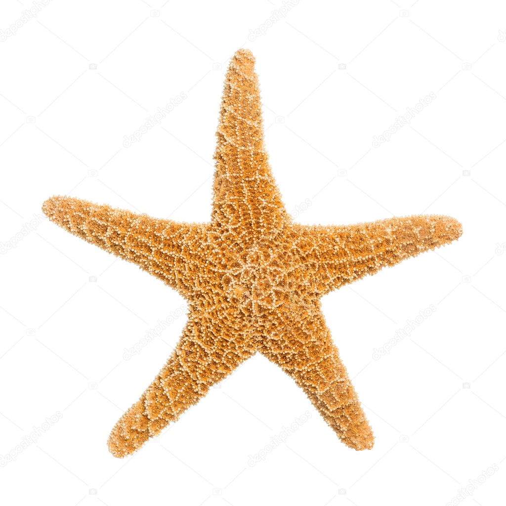 Sugar Starfish