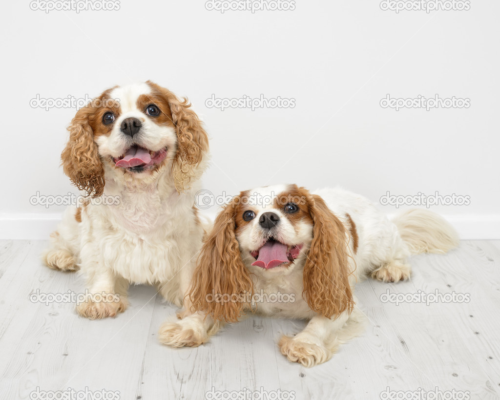 King Charles Spaniel Dogs
