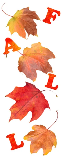 Fall Leaves — Stock Photo, Image