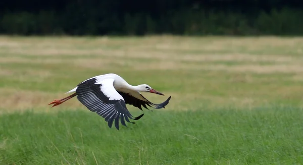 Stork in flight — Stock Photo, Image