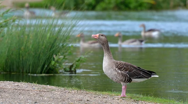 Greylag goose drake — Stock Photo, Image