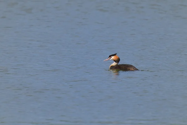 Gran Grebe Crestado — Foto de Stock