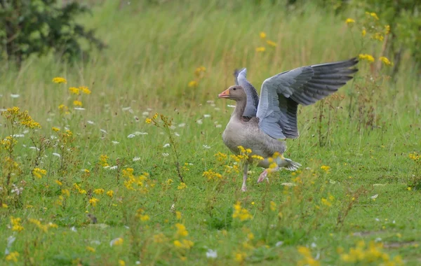 Graylag goose Pegasus — Stock Photo, Image