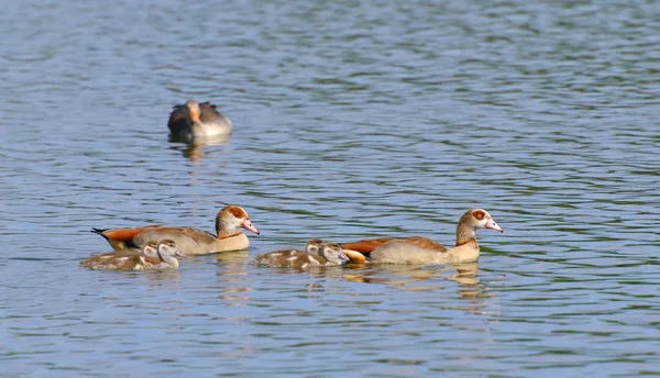 Egyptian Goose family — Stock Photo, Image