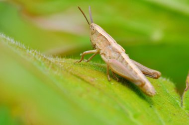 Genç Asker Tavlası