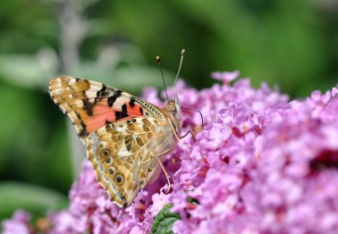 Eflatun çiçek kelebek