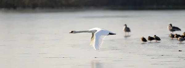 Höckerschwan im Flug — Stockfoto