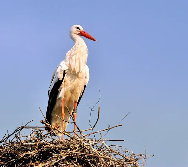 Stork in the nest III — Stock Photo, Image