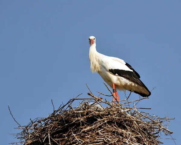 Stork in the nest I — Stock Photo, Image