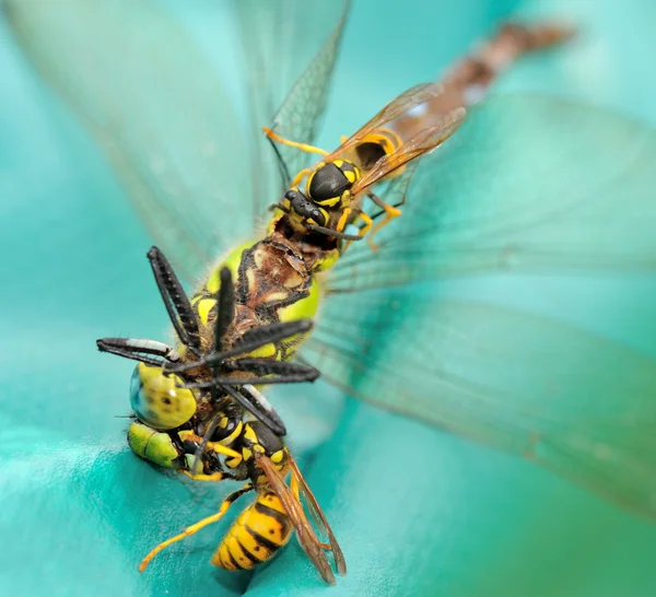 Avispas comiendo una libélula II —  Fotos de Stock