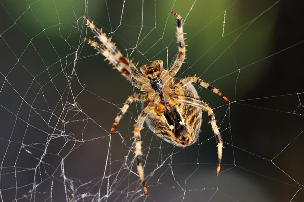 Garden spider repairs its web — Stock Photo, Image