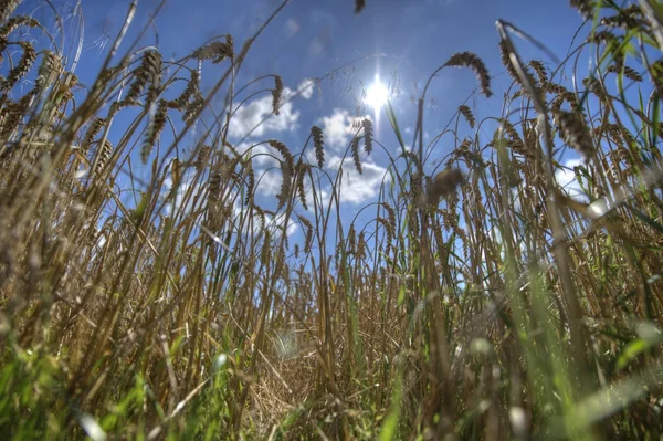 Wheatfield — Stock fotografie