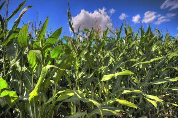 Corn field — Stock Photo, Image