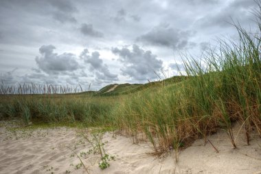 Kuzey Denizi yakınında ıssız kumulları