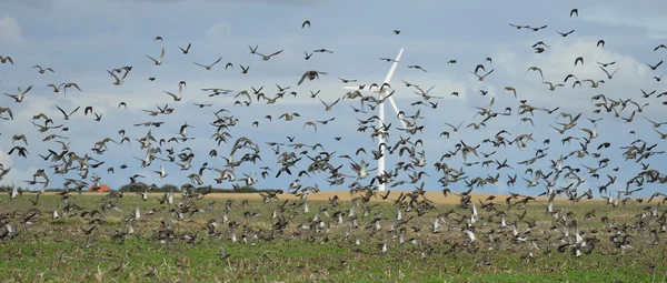 Manada de aves —  Fotos de Stock