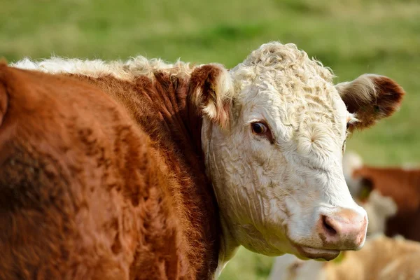 Happy Cow — Stock Photo, Image