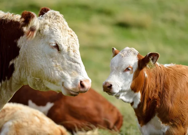 Vache et veau — Photo