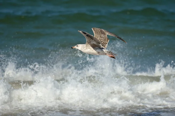 Gaviota en vuelo —  Fotos de Stock