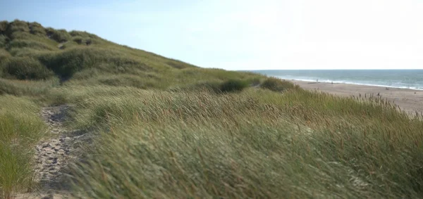 Morze Północne plaży i piaszczyste wydmy — Zdjęcie stockowe