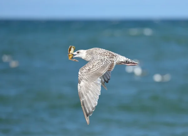 Flying seagull with crab — Stock Photo, Image