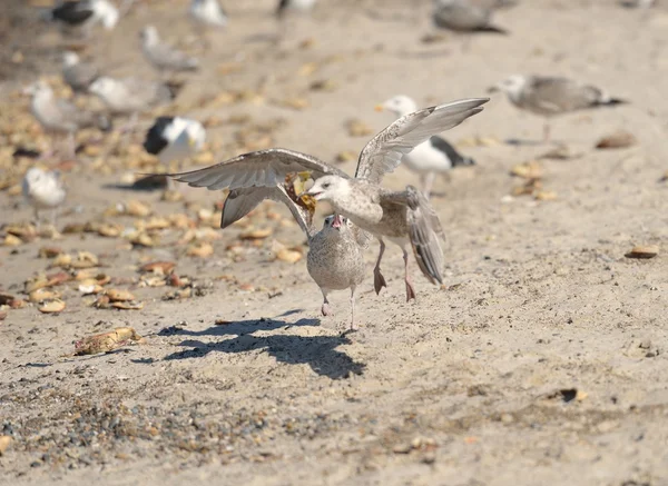 Attacking gull — Stock Photo, Image