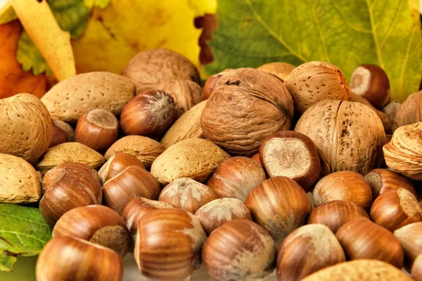 Frutta secca e foglie autunnali — Foto Stock