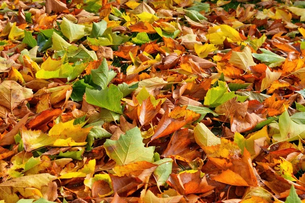 Hojas de otoño —  Fotos de Stock