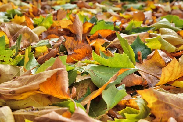 Hojas de otoño —  Fotos de Stock