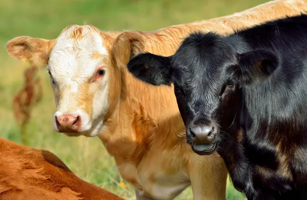 Calves — Stock Photo, Image