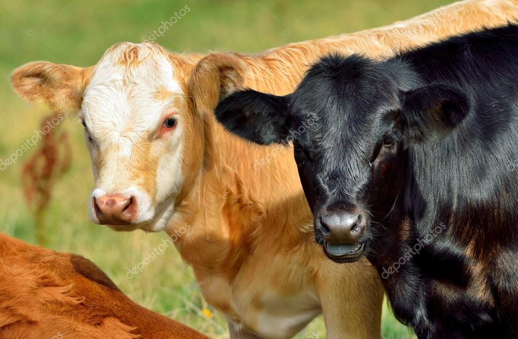 Calves — Stock Photo © mobi68 #14801271