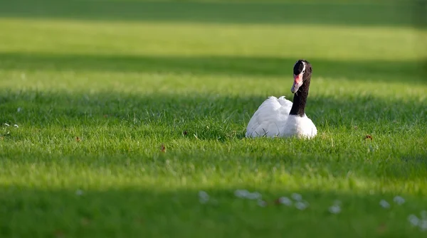 Cisne de cuello negro —  Fotos de Stock
