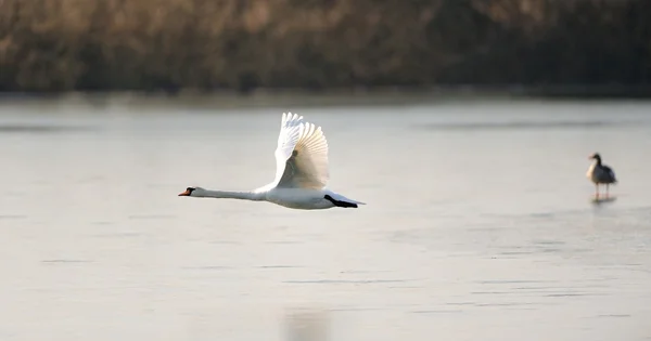 Schwan im Flug Stockfoto