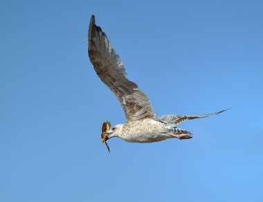 martı gagası içinde Yengeç