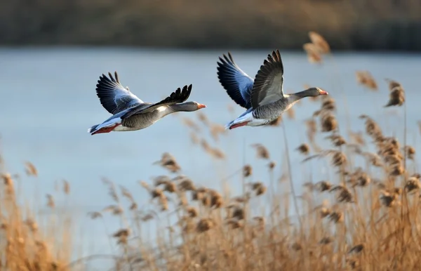 Gray geese in flight — Stock Photo, Image