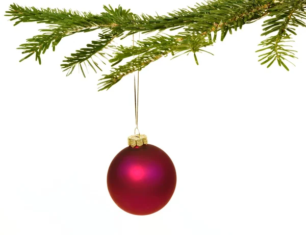 Dunkelroter Weihnachtsschmuck auf einem Ast Stockbild