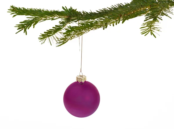 Decoraciones de Navidad púrpura en una rama Imágenes de stock libres de derechos