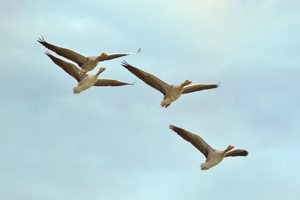 Gäss i flyg — Stockfoto