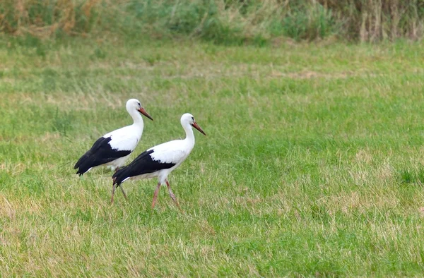Storks on a meadow — Stock Photo, Image