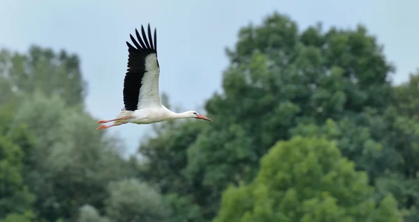 Stork in flight — Stock Photo, Image