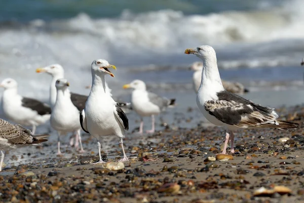 Black-backed gulls on the beach — Stock Photo, Image