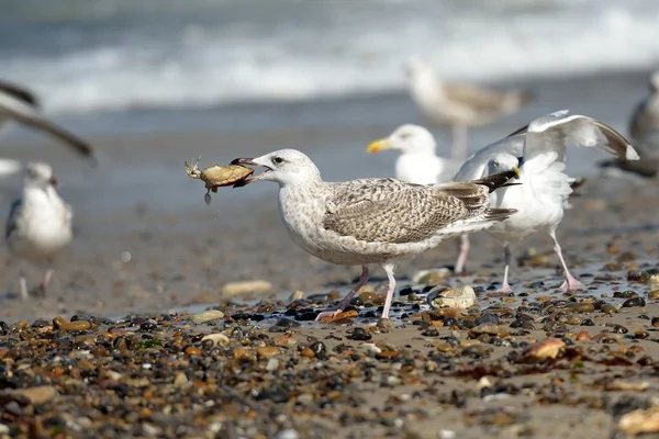 Gull with crab — Stock Photo, Image