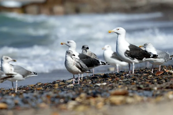 Schwarzrückenmöwen am Strand lizenzfreie Stockbilder