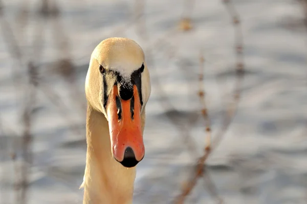 Cisne mudo — Fotografia de Stock