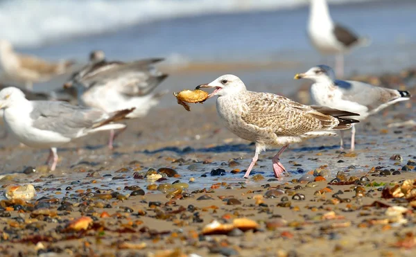 Gull with crab — Stock Photo, Image